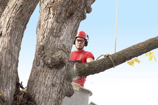 How Our Tree Care Process Works  in  Narrows, VA